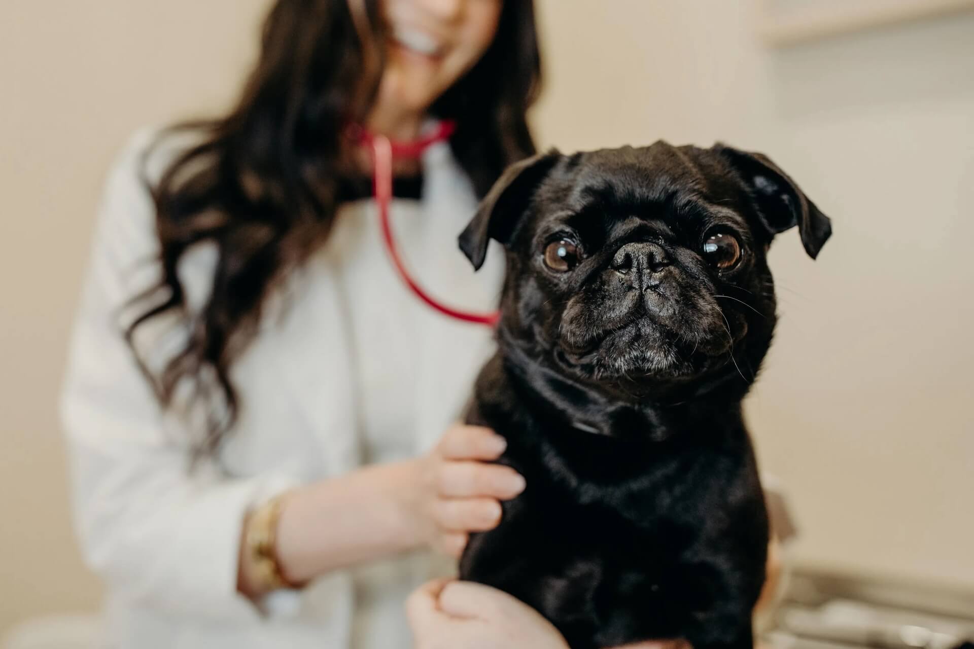 Pet Dermatology in Lacey Mobile