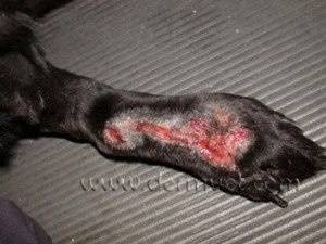 Dog leg with acral lick granuloma in Lacey