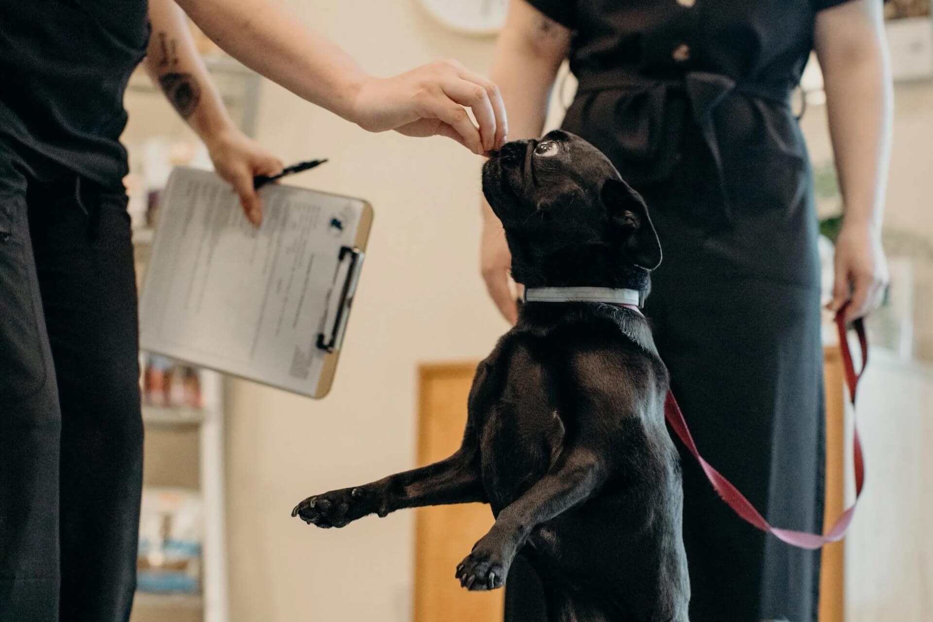 Lacey Dermatology Clinic for Animals