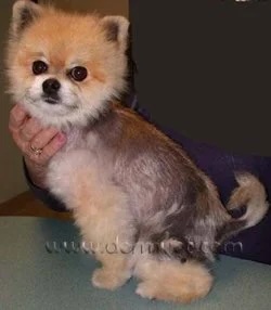 Pomeranian with alopecia x hair loss in Lacey