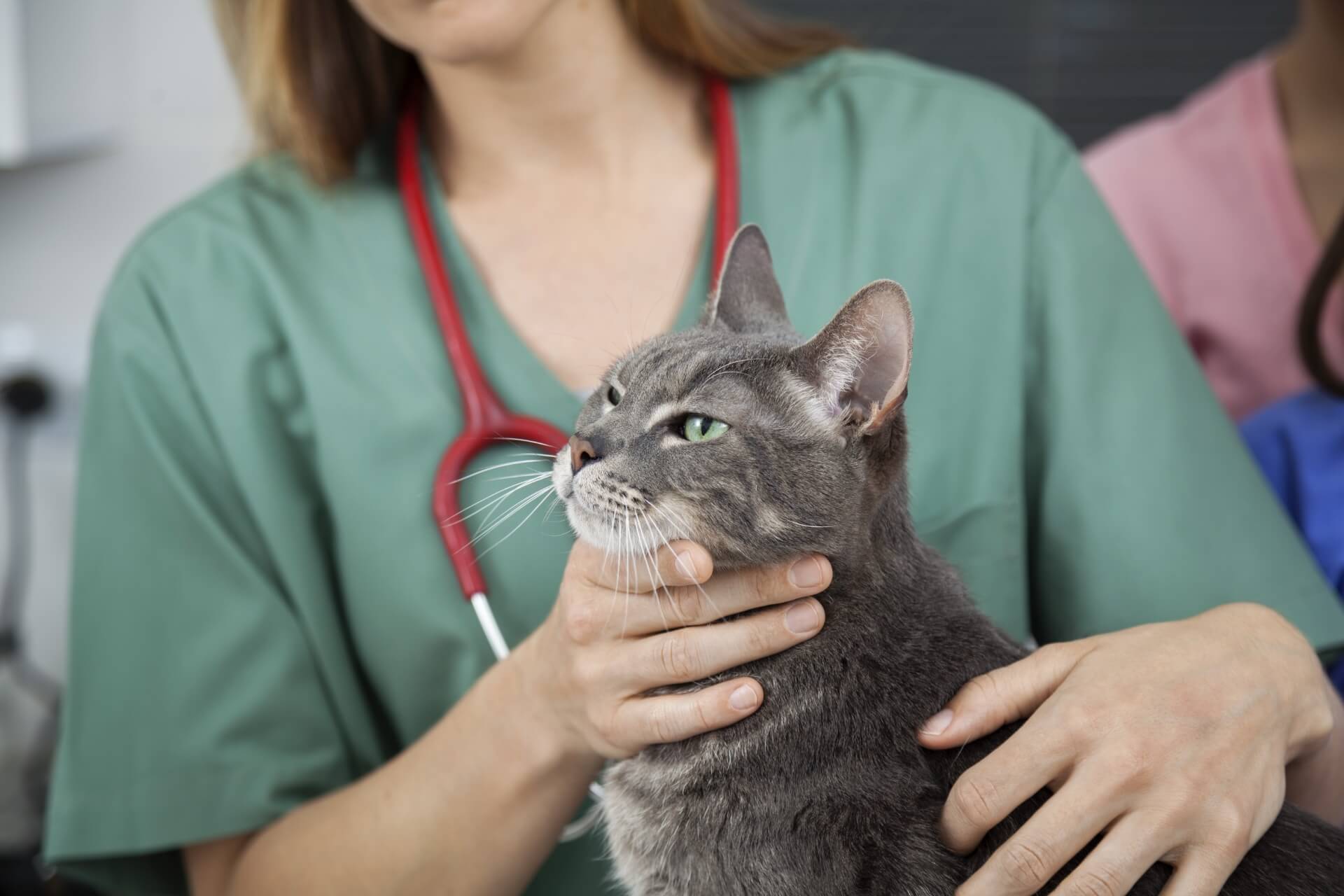 Cat Veterinarian in Lacey Mobile