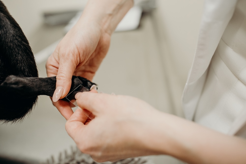 Smiling veterinarian holding a black pug during a dermatology referral consultation at a veterinary clinic in Lacey