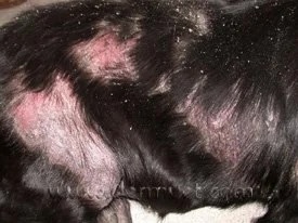 Black Labrador with hair loss and skin changes caused by epitheliotropic lymphoma at a veterinary dermatology clinic in Lacey
