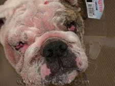Bulldog with severe facial skin irritation from demodicosis and yeast infection at a veterinary dermatology clinic in Lacey