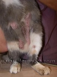 Cat's abdomen showing multiple lesions from eosinophilic granuloma complex at a veterinary dermatology clinic in Lacey