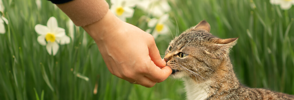 Cat Allergies in Lacey