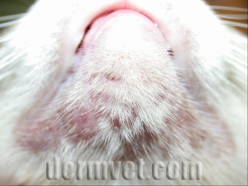 Close-up of a white cat's chin showing mild feline acne and blackheads at a veterinary dermatology clinic in Lacey