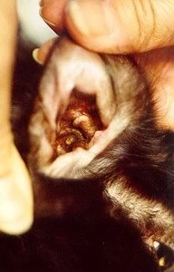 Close-up of a cat's ear canal showing dark debris from an ear mite infestation at a veterinary dermatology clinic in Lacey