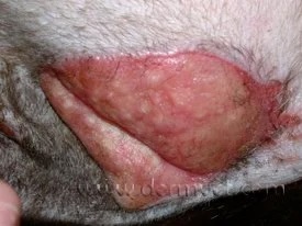 Close-up of a cat's skin showing an eosinophilic plaque from eosinophilic granuloma complex at a veterinary dermatology clinic in Lacey