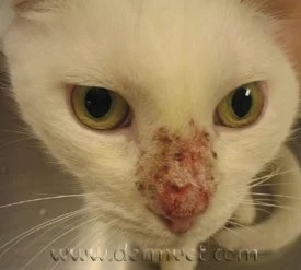 White cat with crusting and irritation on the nose from mosquito bite hypersensitivity in Lacey