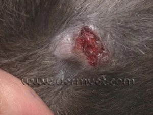 Close-up of a cat's skin showing an open lesion caused by opportunistic mycobacteriosis in Lacey