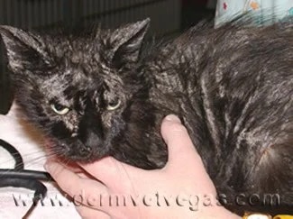 Cat with pemphigus foliaceus showing widespread skin crusting and coat deterioration in Lacey