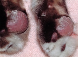 Cat's paw pad with severe ulceration and bleeding caused by plasma cell pododermatitis in Lacey