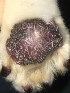 Close-up of a cat's swollen and discolored central paw pad affected by plasma cell pododermatitis in Lacey