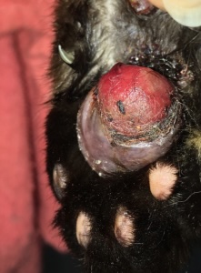 Both of a cat's front paws showing swollen central pads from plasma cell pododermatitis in Lacey