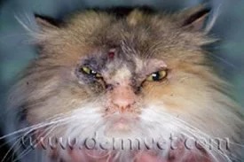 Persian cat with ringworm showing crusty lesions and hair loss around the face and eyes in Lacey