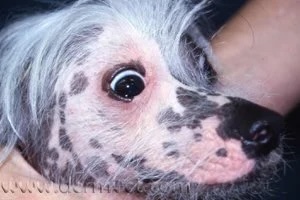 Chinese Crested dog with facial skin lesions caused by a food allergy at a veterinary dermatology clinic in Lacey
