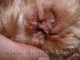Close-up of a Cocker Spaniel's ear canal showing a yeast infection at a veterinary dermatology clinic in Lacey