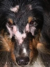 Collie mix with facial hair loss and depigmentation from dermatomyositis at a veterinary dermatology clinic in Lacey