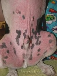 Dog's abdomen showing hyperpigmentation and pyoderma lesions from environmental allergies at a veterinary dermatology clinic in Lacey