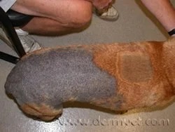 Dog's back showing hyperpigmentation and hair loss caused by skin parasites at a veterinary dermatology clinic in Lacey