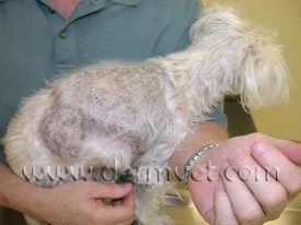 Small dog with widespread hair loss and skin irritation caused by dermatophytosis at a veterinary dermatology clinic in Lacey