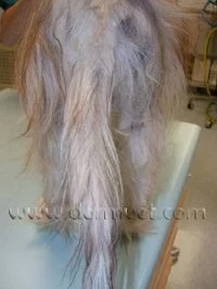 Close-up of a dog's thinning and matted coat caused by Cushing's disease at a veterinary dermatology clinic in Lacey