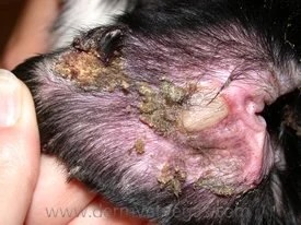 Close-up of a dog's ear with crusting lesions caused by erythema multiforme at a veterinary dermatology clinic in Lacey