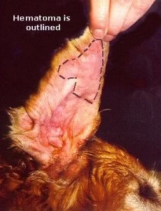 Dog's ear with a hematoma outlined for diagnosis at a veterinary dermatology clinic in Lacey