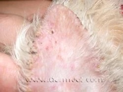 Close-up of a dog's ear showing crusting and lesions from scabies at a veterinary dermatology clinic in Lacey
