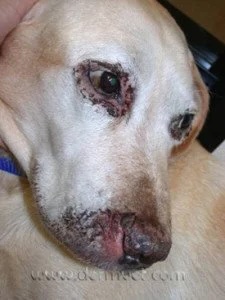 Dog's face showing periocular and muzzle lesions caused by hepatocutaneous syndrome at a veterinary dermatology clinic in Lacey