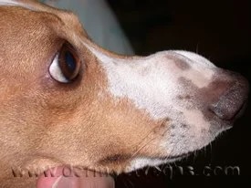 Dog's face showing depigmentation and skin lesions caused by histiocytosis at a veterinary dermatology clinic in Lacey