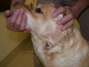 Veterinarian examining a dog's face for a hot spot or acute moist dermatitis at a veterinary dermatology clinic in Lacey