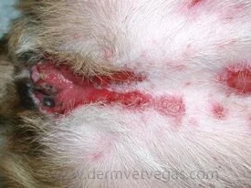 Close-up of a dog's groin area showing erythema multiforme lesions at a veterinary dermatology clinic in Lacey
