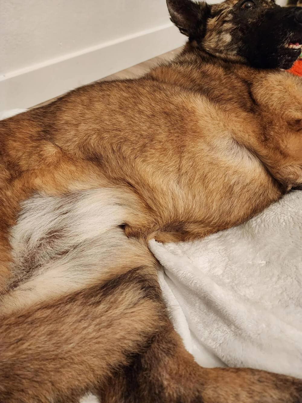 Dog with a healthy, restored coat after successful treatment for pyoderma at a veterinary dermatology clinic in Lacey