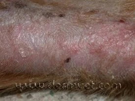Close-up of a dog's leg showing scaling and lesions from epitheliotropic lymphoma at a veterinary dermatology clinic in Lacey