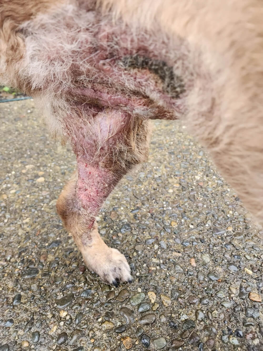 Dog's leg showing severe pyoderma skin infection and lesions before veterinary dermatology treatment in Lacey