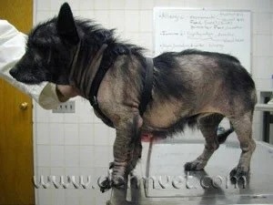 Dog with severe Malassezia dermatitis being examined on a veterinary table in Lacey