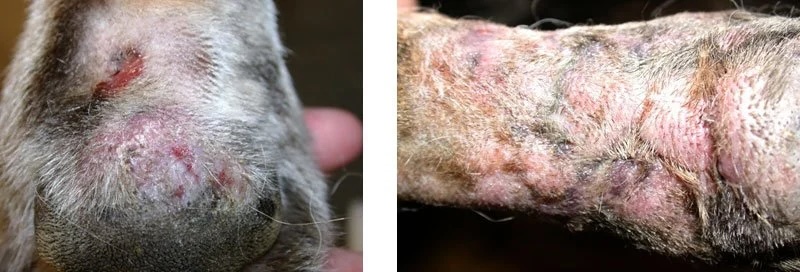 Close-up of a dog's paw showing metatarsal and metacarpal fistulas, a veterinary dermatology condition in Lacey