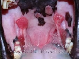 Inside of a dog's mouth showing raised oral lesions from eosinophilic granuloma complex at a veterinary dermatology clinic in Lacey