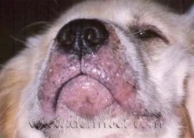 Close-up of a dog's muzzle showing pustules and inflammation from juvenile cellulitis at a veterinary dermatology clinic in Lacey