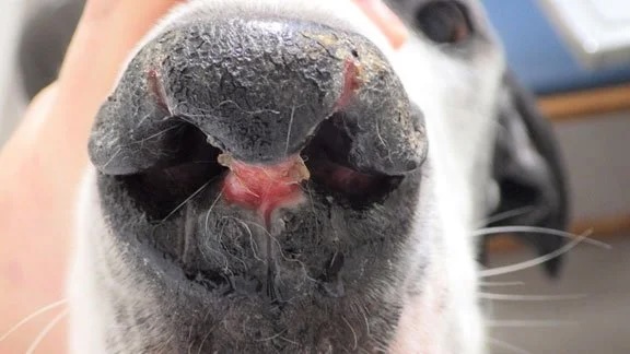 Close-up of a dog's nose showing irritation and lesioning from nasal arteritis in Lacey