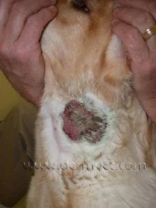 Close-up of a dog's neck showing a hot spot lesion from acute moist dermatitis at a veterinary dermatology clinic in Lacey