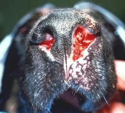 Dog nose blastomycosis fungal infection in Lacey