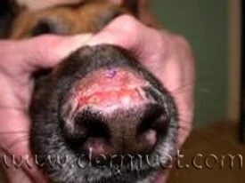 Close-up of a dog's nose showing depigmentation and lesions from discoid lupus at a veterinary dermatology clinic in Lacey