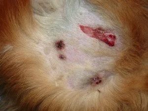 Close-up of a dog's skin showing open lesions and nodules caused by panniculitis in Lacey