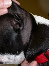 Dog with pattern baldness showing hair loss behind the ear in Lacey