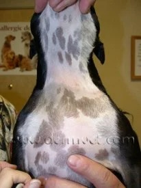 Dog's ventral abdomen displaying patchy hair loss patterns consistent with pattern baldness in Lacey