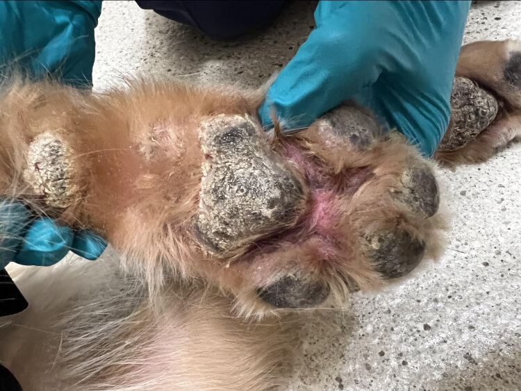 Owner holding up a dog's paw for examination related to immune-mediated skin disease diagnosis in Lacey Before