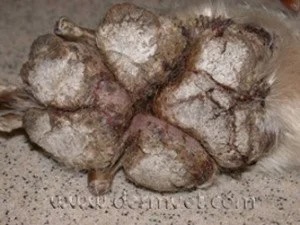 Close-up of a dog's paw with severe crusting and scaling from hepatocutaneous syndrome at a veterinary dermatology clinic in Lacey